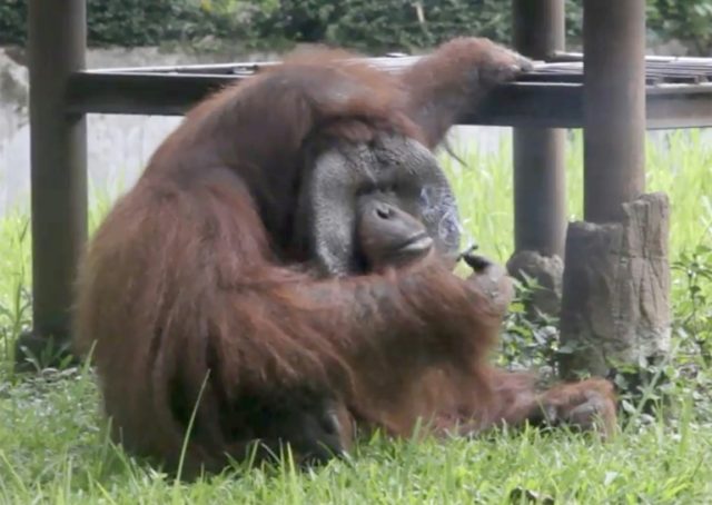 Indonesian orangutan caught puffing on zoo visitor's cigarette