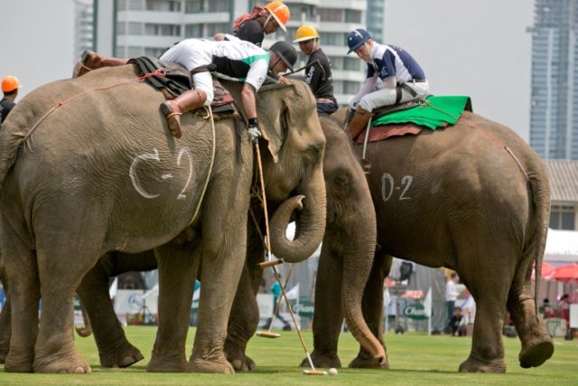 Big competition at Bangkok's elephant polo games