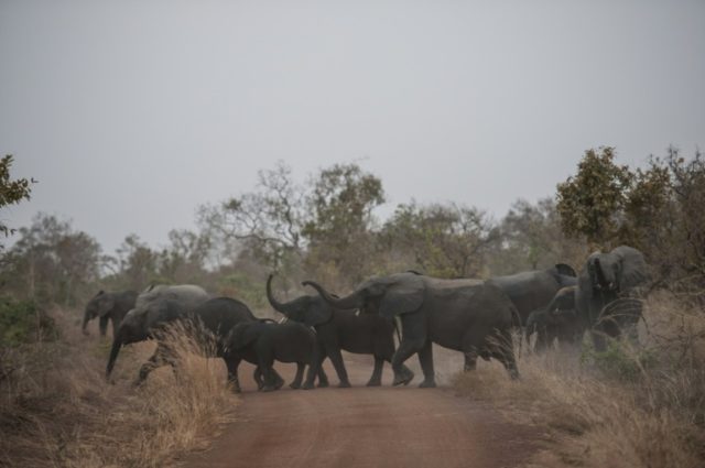 Botswana accuses US of 'encouraging' elephant poaching