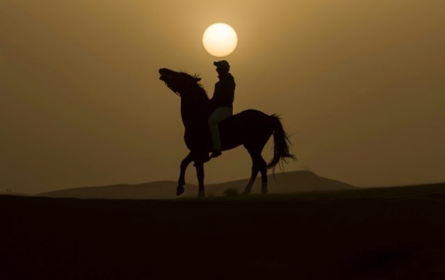 Morocco desert stallion race pushes limits of endurance