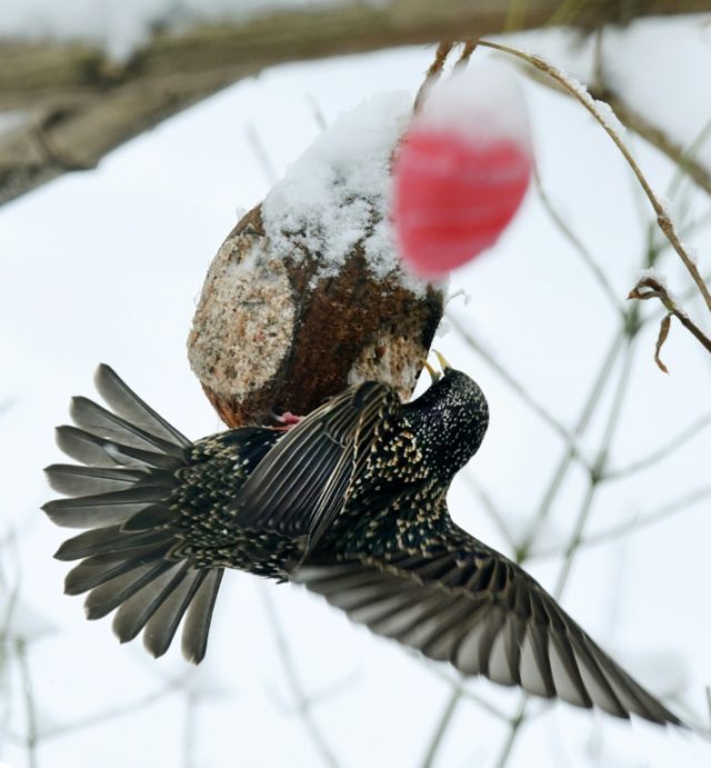 Bird populations in French countryside 'collapsing'