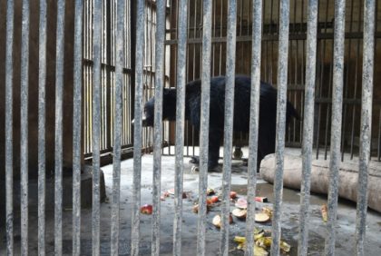 One of Nepal's last dancing bears dies after rescue