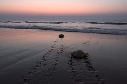India's turtle warriors embrace mission to save threatened species