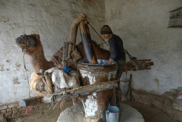 Camel power turns sesame into precious oil in Afghanistan