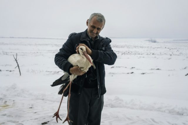 Bulgarians rush to save frozen storks
