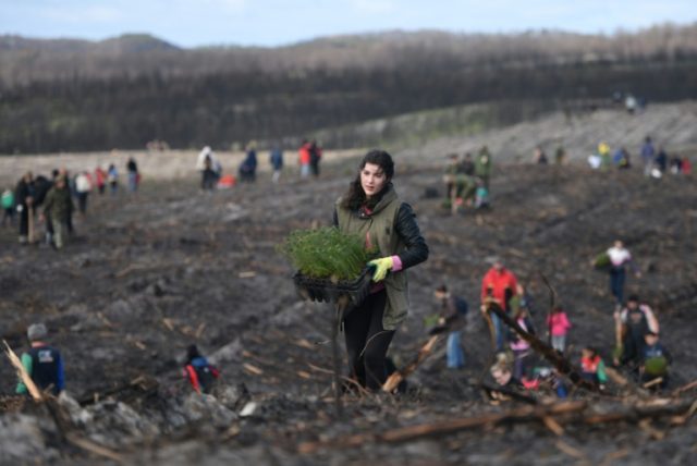 New life for Portugal's oldest forest ravaged by fires