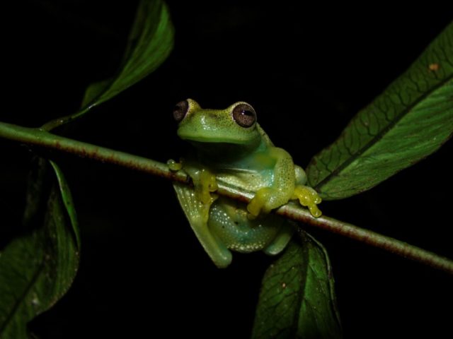 New frog species found in Venezuela and Colombia