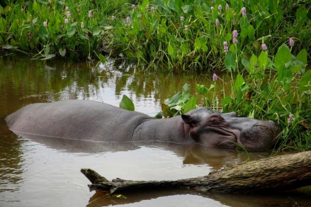 Tyson the stray hippo captured in Mexico