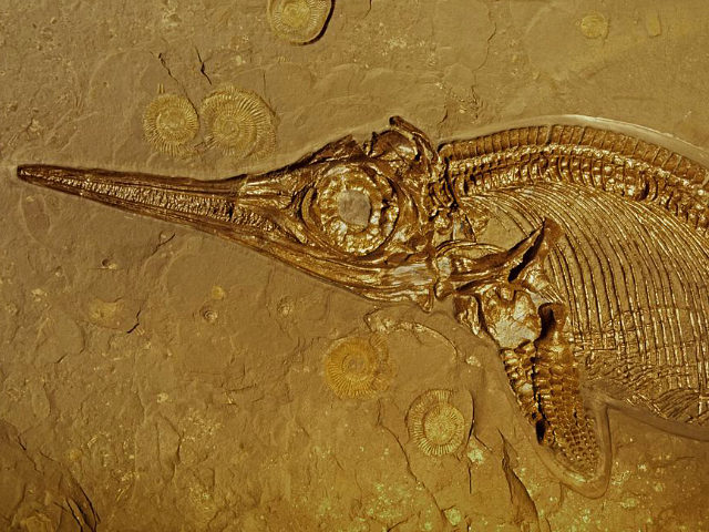 Fossil ichthyosaur with circular ammonite fossils in stone matrix Stenopterygius species A