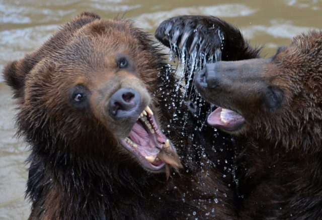 Two grizzly bears play in their pool at the zoo in La Fleche, northwestern France, on marc