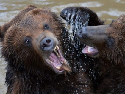 Two grizzly bears play in their pool at the zoo in La Fleche, northwestern France, on marc