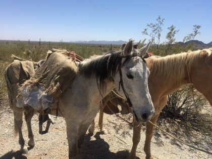 Mexican man used a pair of horses to smuggle marijuana and methamphetamine into the U.S. f