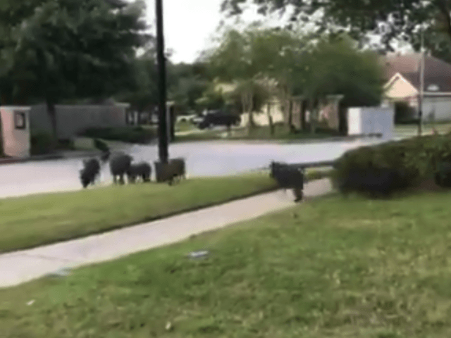 Running of the Hogs near Houston