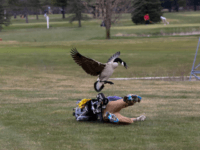 Twitter Goose Twitter Goose