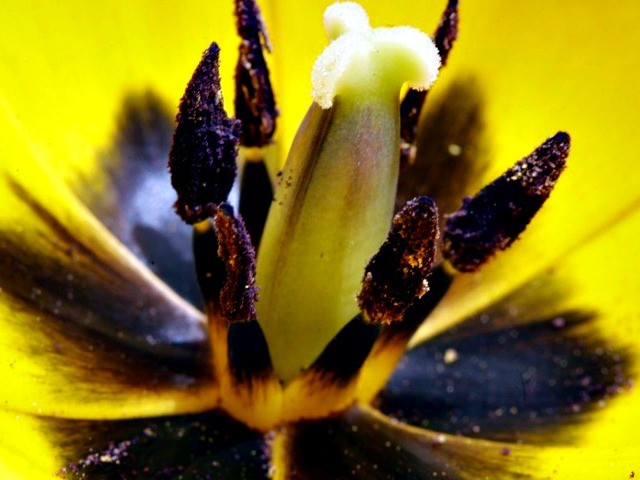 Alarmists: Climate Change 'Making Allergy Season Last Longer' - Vimarsana News