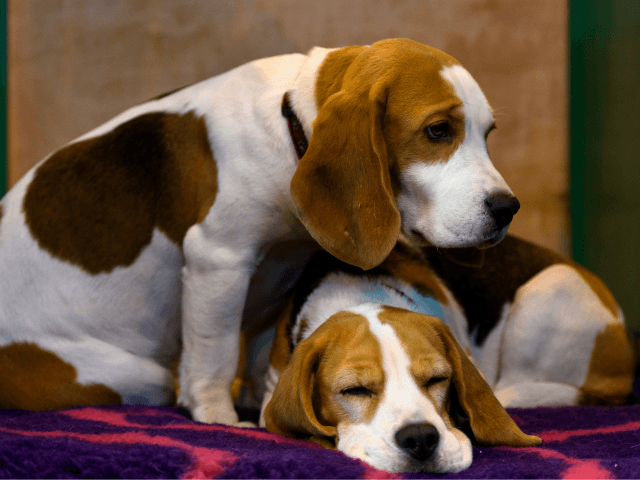BIRMINGHAM, ENGLAND - MARCH 13: A pair of Beagles rest on a bench on the final day of Cruf