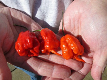 In this Dec. 12, 2013 photo, Ed Currie holds three Carolina Reaper peppers, in Fort Mill, S.C. Last month, The Guinness Book of World Records decided Currie’s peppers were the hottest on Earth, ending a more than four-year drive to prove no one grows a more scorching chili. (AP Photo/Jeffrey …