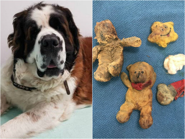 Dog Having Cancer Surgery Had Stuffed Animals Removed Instead