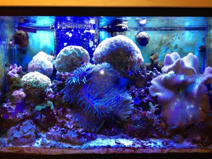 fish tank coral