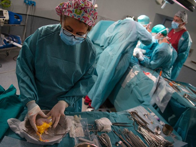 An assistant of surgeon XXX prepares a kidney for a renal transplantation on patient Juan