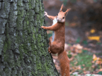 squirrel A squirrel walks at at tree in Dreseden, eastern Germany, on September 18, 2017. / AFP PHOTO / ZB AND dpa / Arno Burgi / Germany OUT (Photo credit should read ARNO BURGI/AFP/Getty Images)