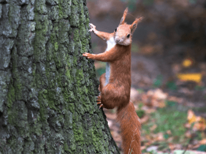 A squirrel walks at at tree in Dreseden, eastern Germany, on September 18, 2017. / AFP PHOTO / ZB AND dpa / Arno Burgi / Germany OUT (Photo credit should read ARNO BURGI/AFP/Getty Images)