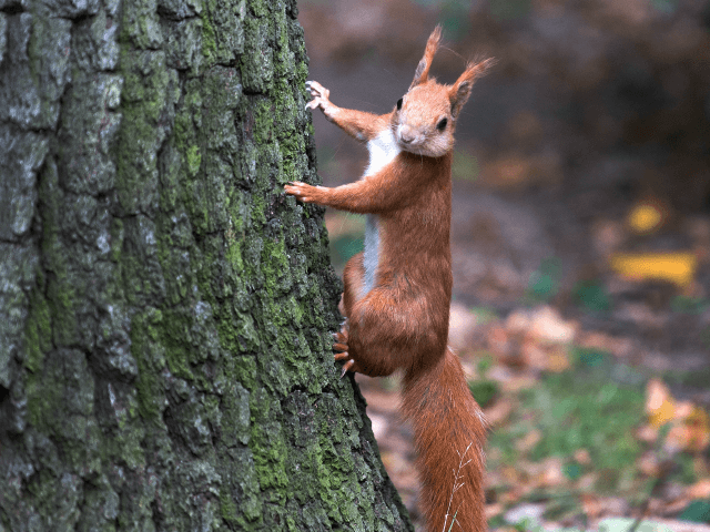 A squirrel walks at at tree in Dreseden, eastern Germany, on September 18, 2017. / AFP PHO