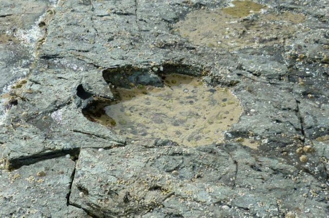 Dinosaur footprints discovered on Scottish island