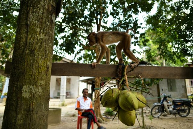 Serious monkey business at Malaysia school for macaques