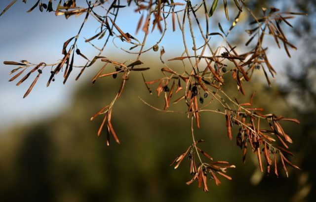 Deadly olive tree disease detected in Corsica