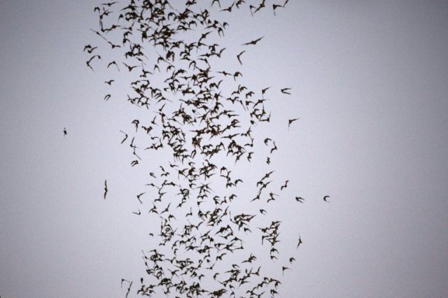 Bats to blame for pig-killer virus in China: study