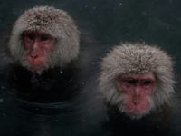 macaques Even monkeys need a spa day, Japan study finds