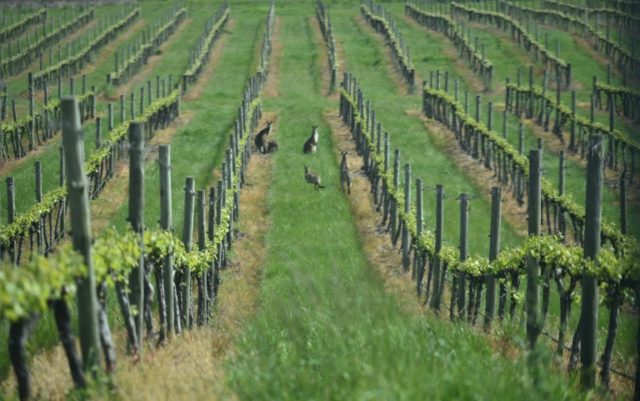 US private equity firm buys Australia's biggest wine producer