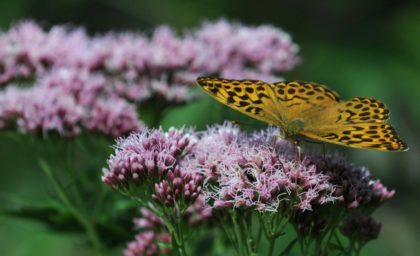 Climate change makes mountain tops bloom, for now