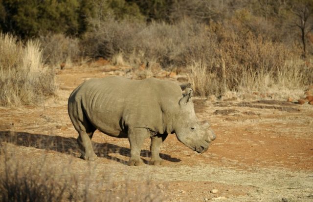 Chinese man jailed by Dutch court for smuggling rhino horn