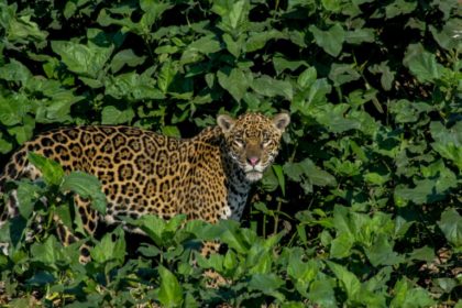Bolivia's jaguars facing threat from Chinese fang craze
