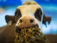 Playing Koranic recitals to cows could help them relax and improve their beef, according to a Malaysian official Playing Koranic recitals to cows could help them relax and improve their beef, according to a Malaysian official