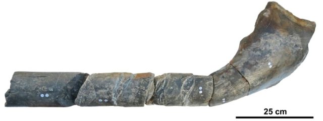 Jaw bone on British beach belonged to huge ancient reptile