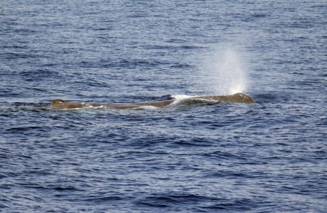 Sperm whale 'clicks' help scientists understand behaviour