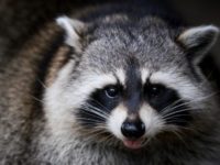 Raccoons are normally shy nocturnal animals Raccoons are normally shy nocturnal animals
