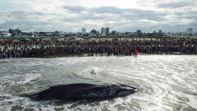 Beached whale dies despite rescue efforts at Argentina resort