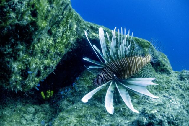 Cyprus on frontline against lionfish invasion of Med