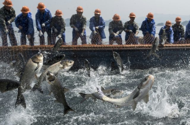 Fishing 'nomads': corralling carp on China's Thousand Island Lake