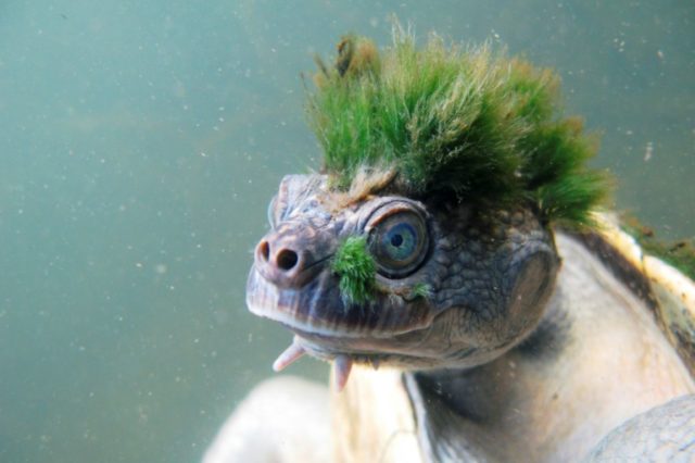 Punk, butt-breathing turtle joins unlucky club