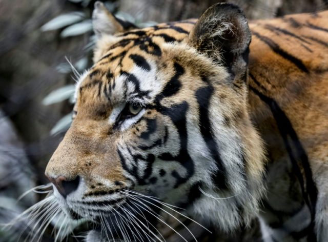 Popularity of tigers, lions, bears could be their downfall: study