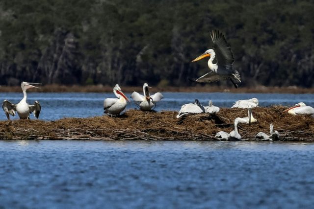 Albania's pelicans return to their lagoon 'kingdom'
