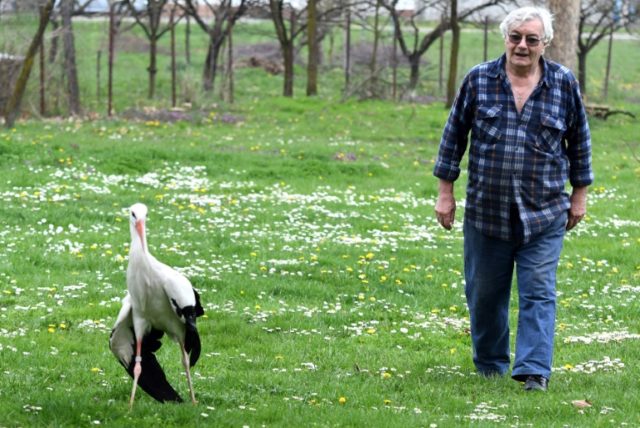 Faithful storks keep long-distance love alive in Croatia