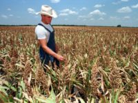 A sorghum field in Texas: Chinese anti-dumping duties could hit US farmers A sorghum field in Texas: Chinese anti-dumping duties could hit US farmers