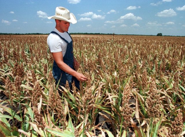 China hits US sorghum with anti-dumping measure