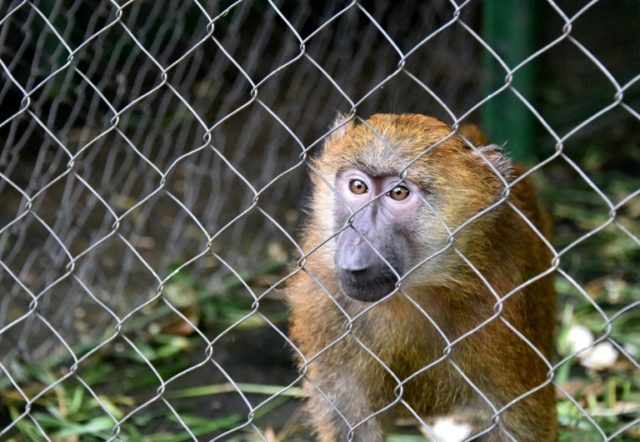 Baboons escape Texas biomedical research facility